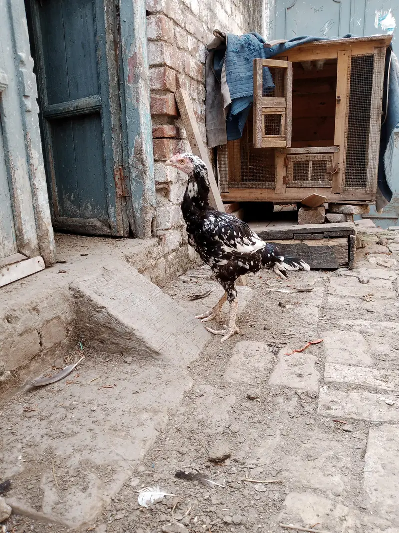 aseel madiyan for sale — photo 7