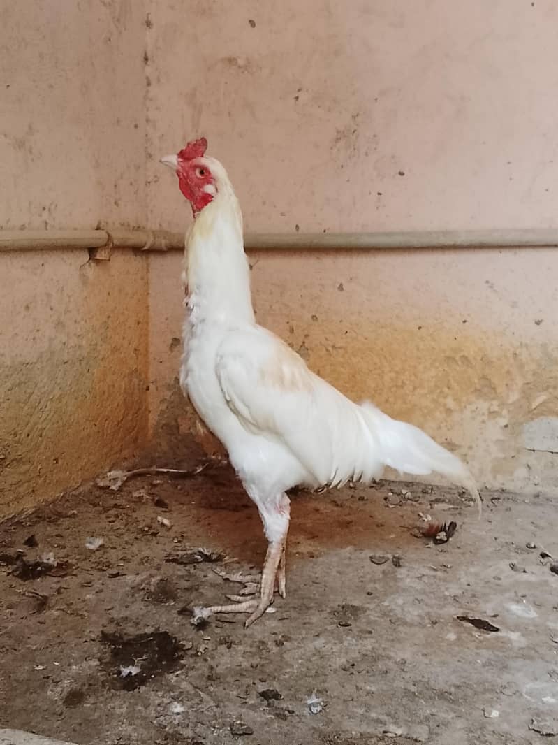 Aseel Breeder 0