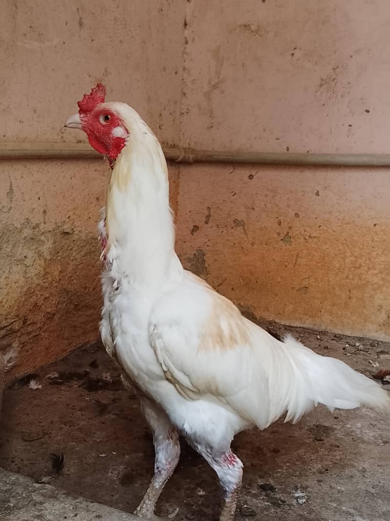 Aseel Breeder 1