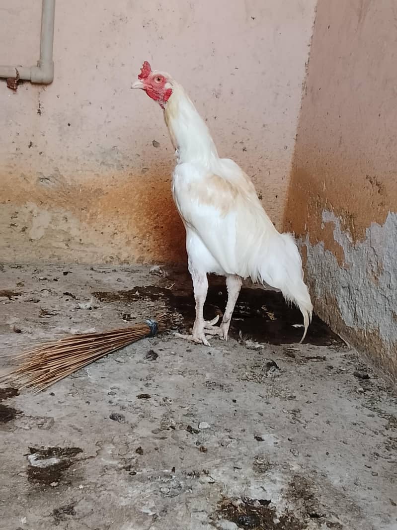 Aseel Breeder 2