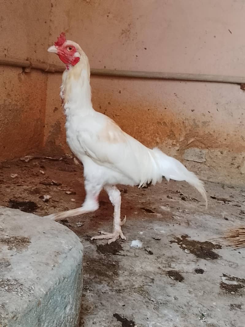 Aseel Breeder 4