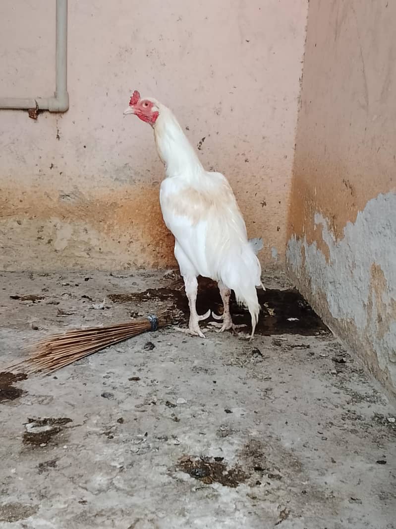 Aseel Breeder 5