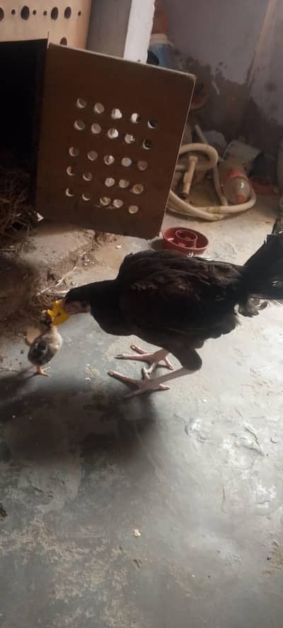 aseel murgi 1 bacha ka sath