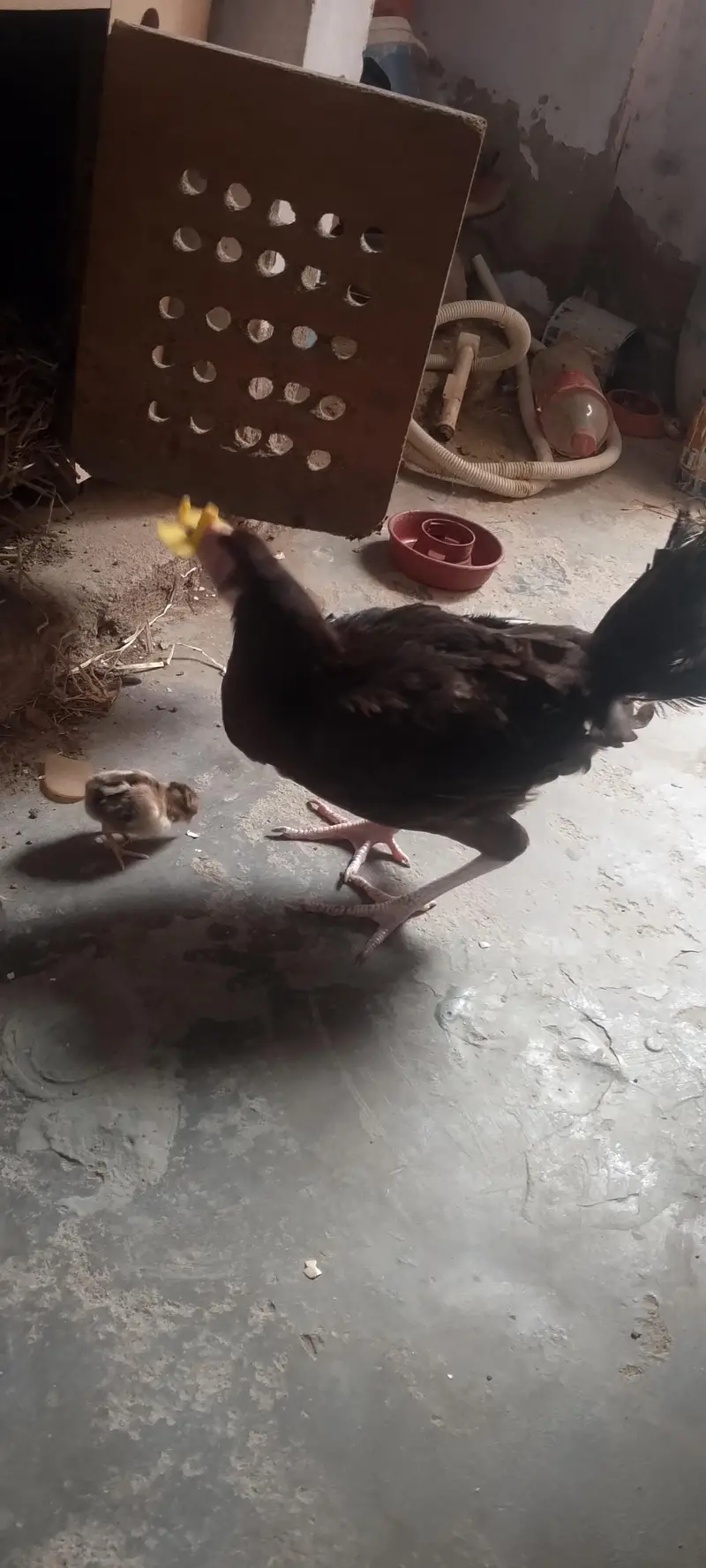 aseel murgi 1 bacha ka sath — photo 3