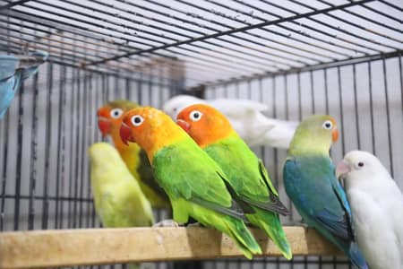 green opaline simple