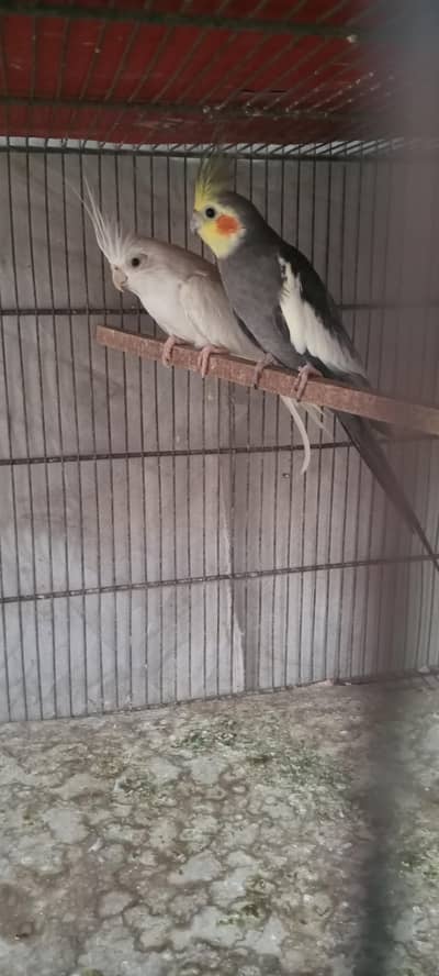 Gray x enoo