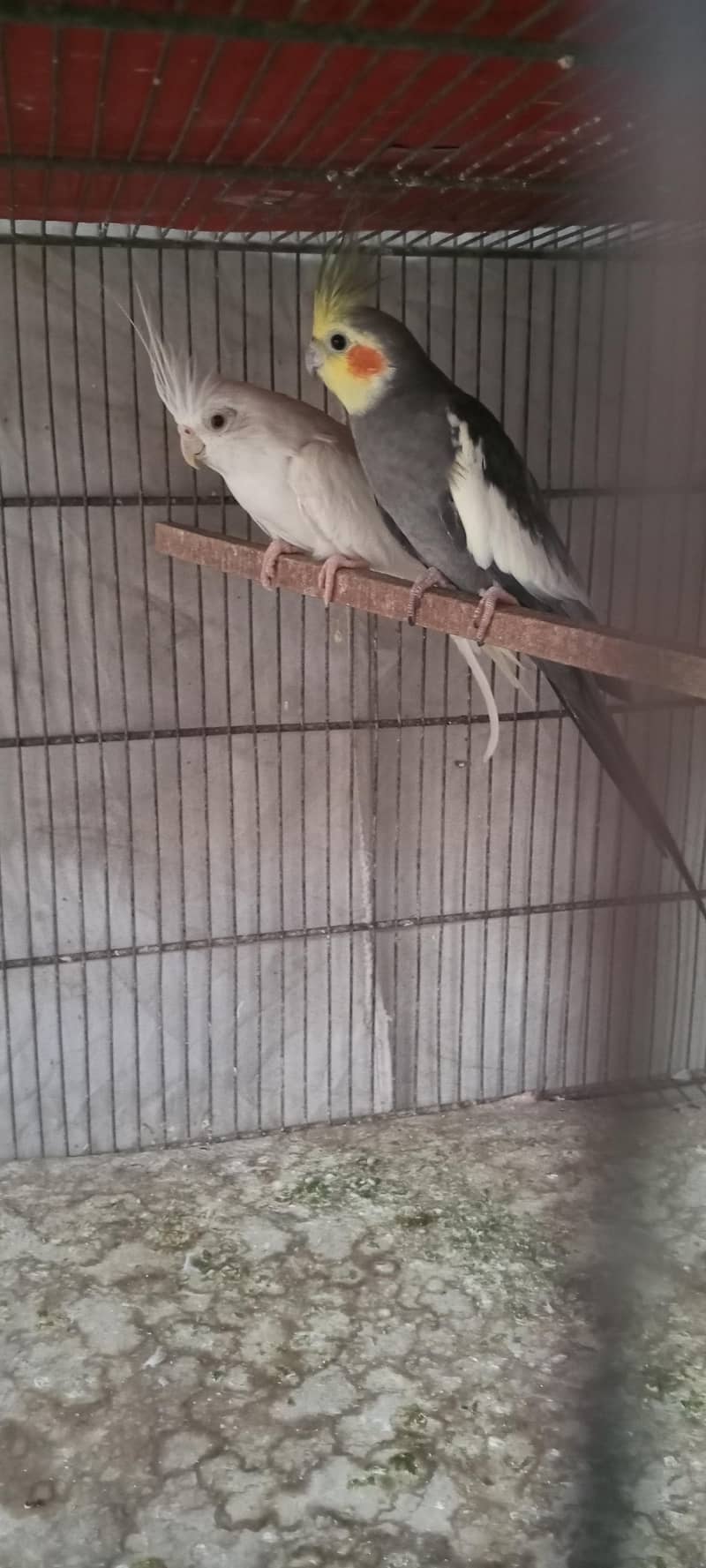 Gray x enoo 0