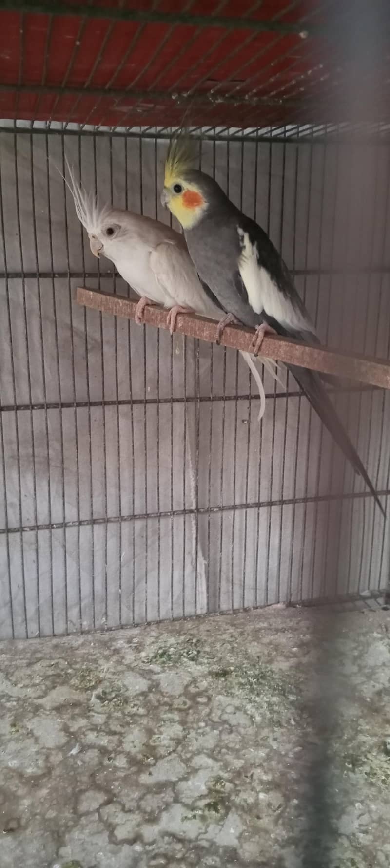 Gray x enoo 1