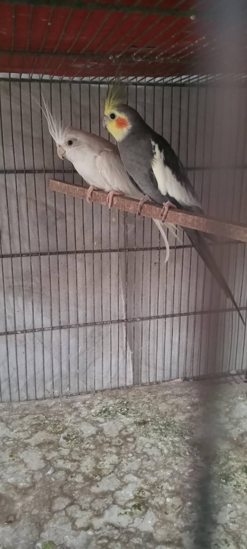 Gray x enoo 2