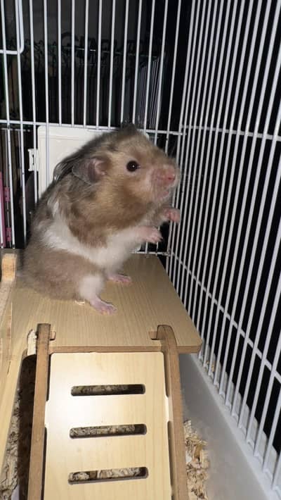 breeding pair hamster