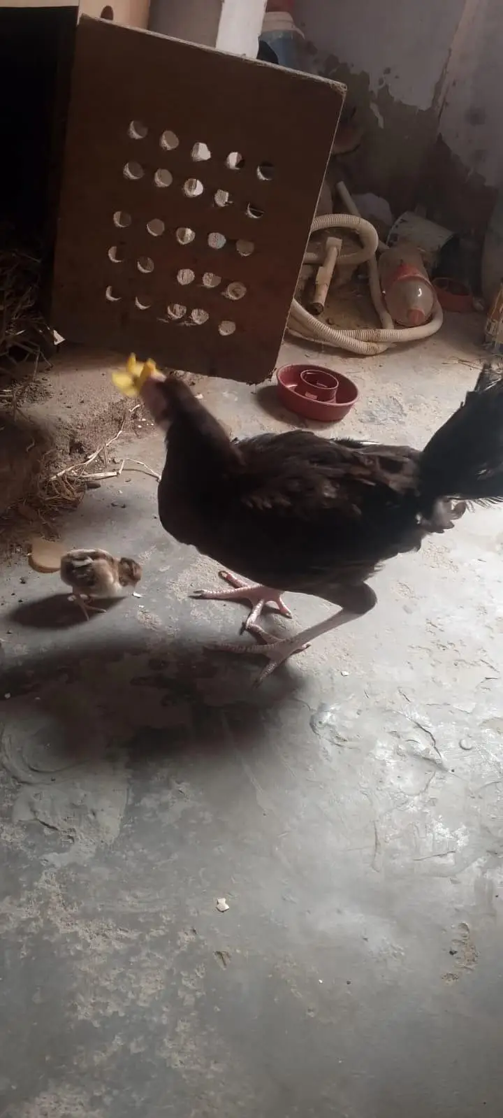 aseel murgi q bacha ka sath 3000 — photo 3