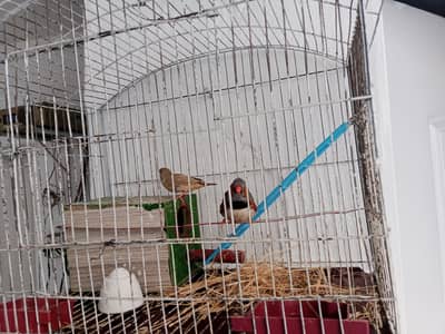 Zebra Finches Breeder pair With Cage
