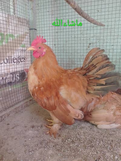 Fancy Male/Cock