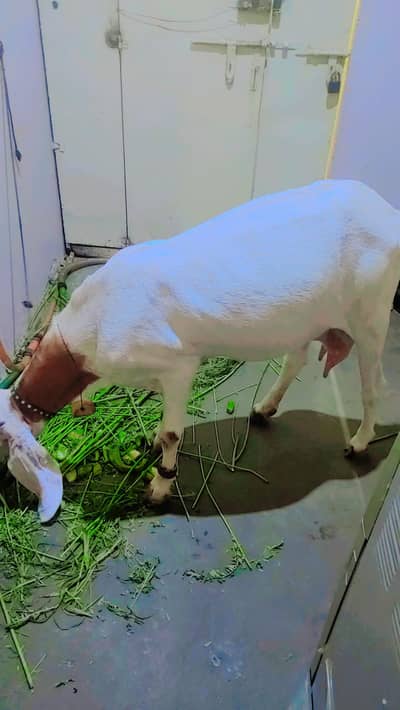 female gaban bakri