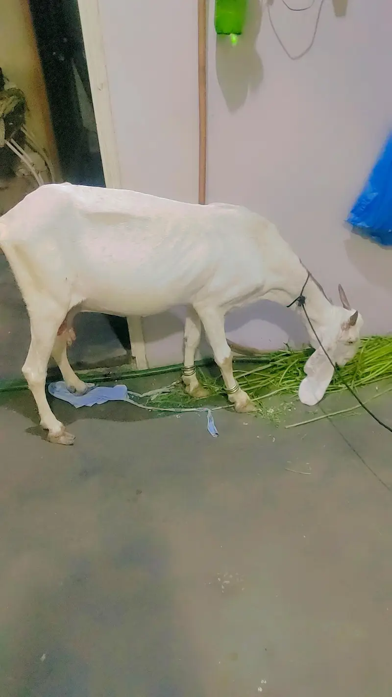 female gaban bakri — photo 3