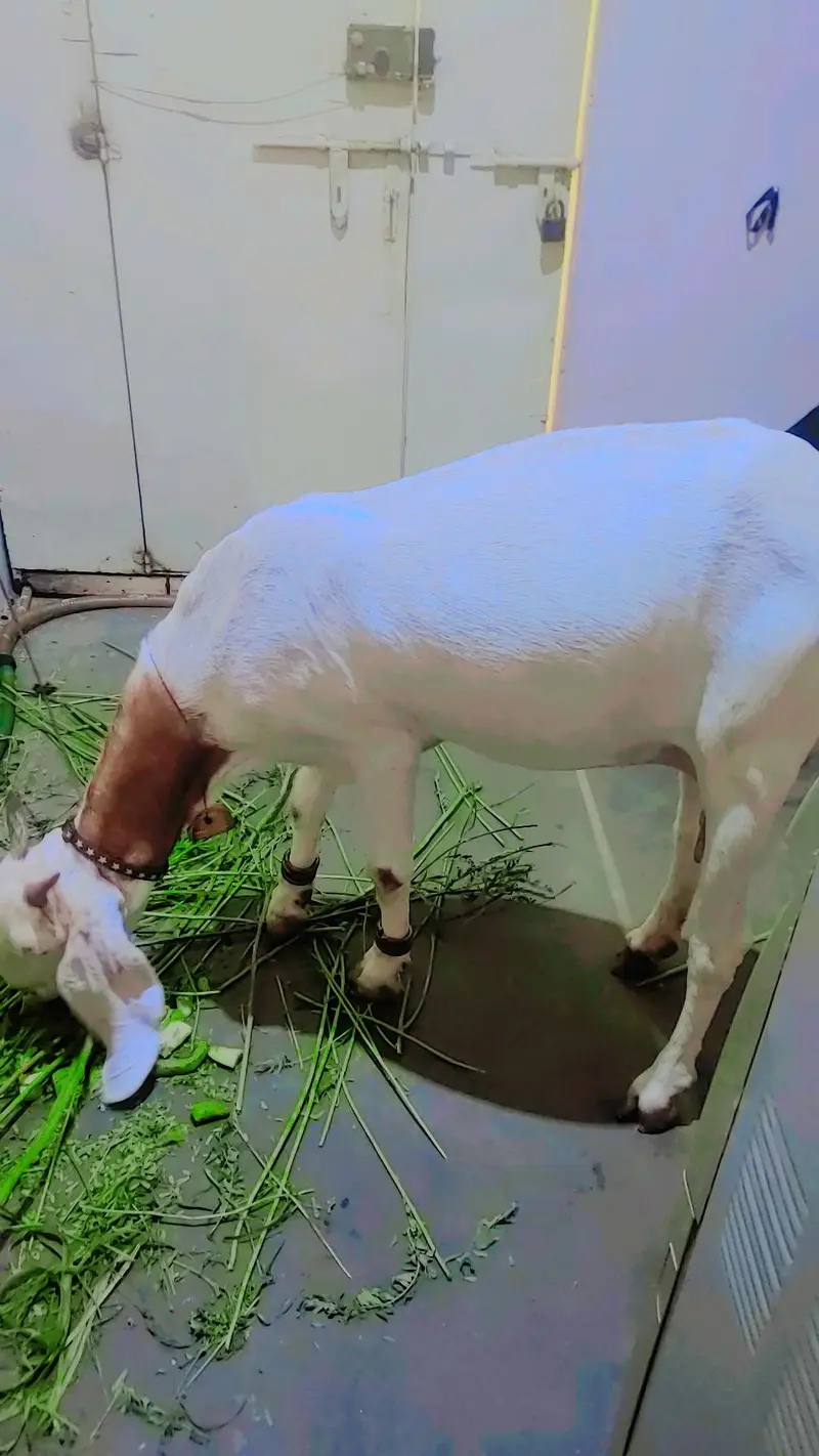 female gaban bakri — photo 6