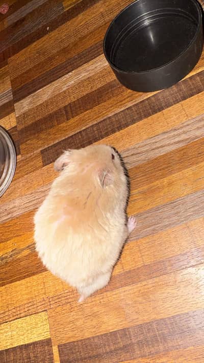Beautiful Syrian Hamster For Sale 1 Year Old Breeder Pair