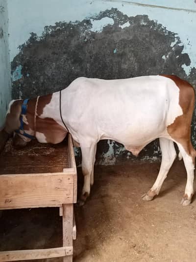 ABLACK BACHRA FOR SALE LOCATION KARACHI ORANGI TWON