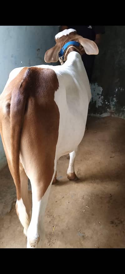 ABLACK BACHRA FOR SALE LOCATION KARACHI ORANGI TWON