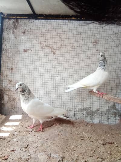 Sialkoti Motiyo wale pigeons ka pair