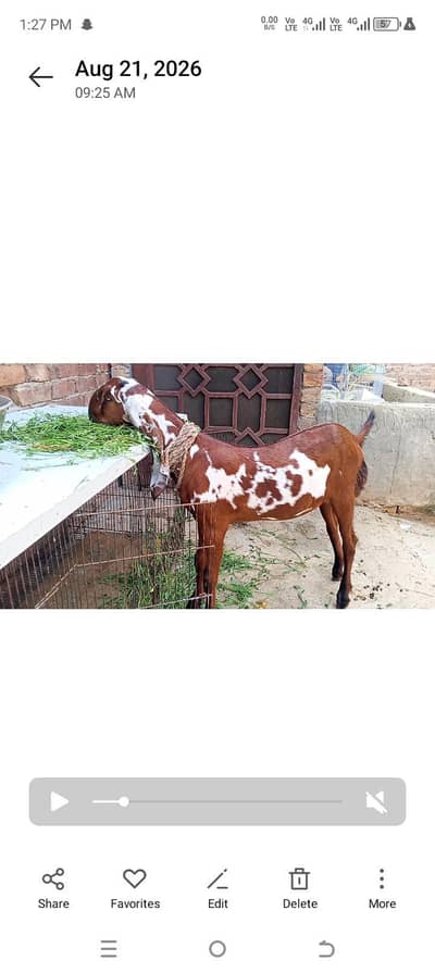 pure nagri padh 03239999022