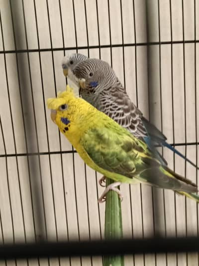 01 pair and 01 Male