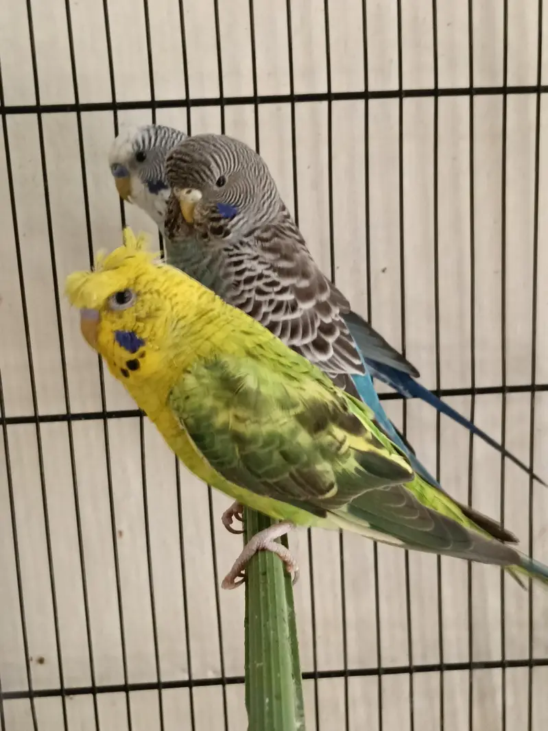 01 pair and 01 Male — photo 2