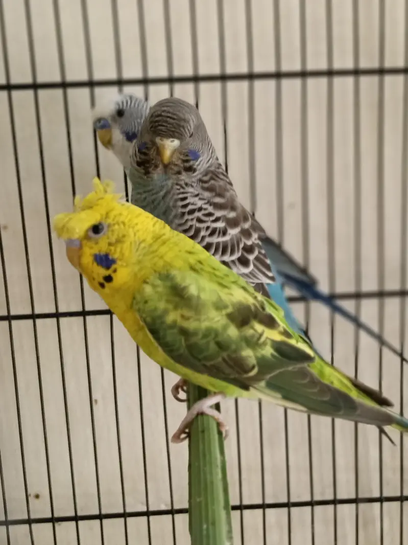 01 pair and 01 Male — photo 3