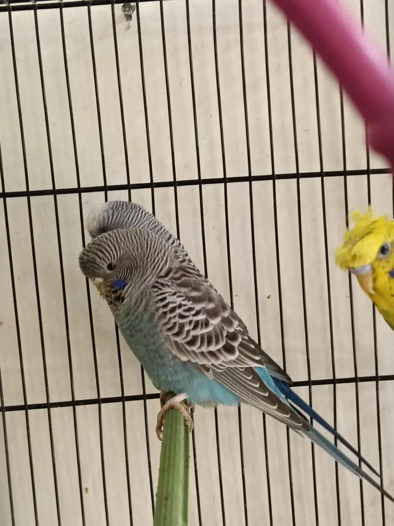 01 pair and 01 Male — photo 4