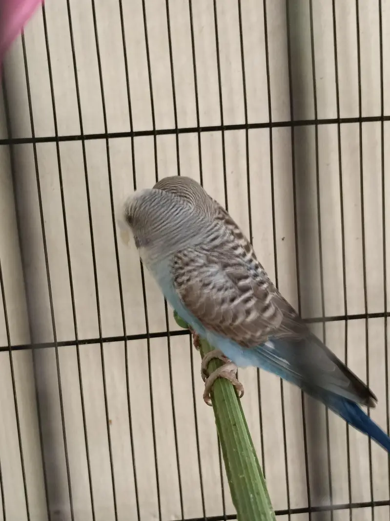 01 pair and 01 Male — photo 5