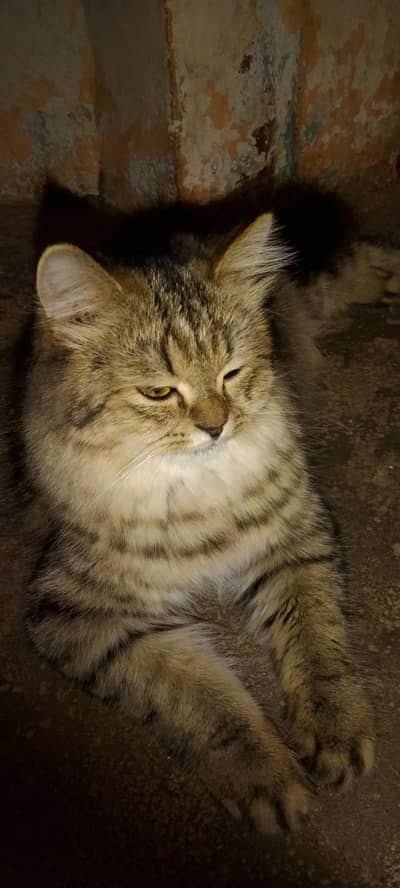 cute cat for sale