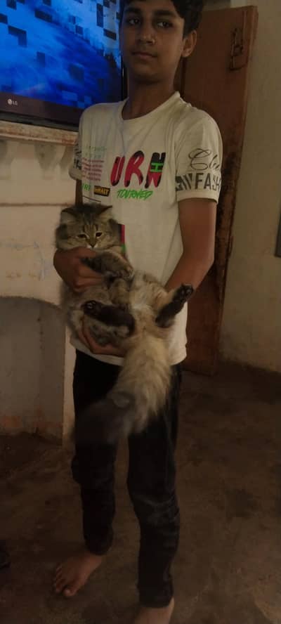 cute cat for sale