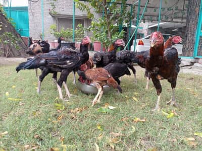 Aseel mianwali breed