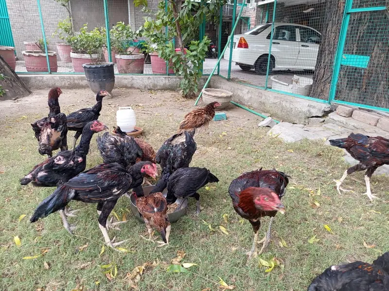 Aseel mianwali breed — photo 2