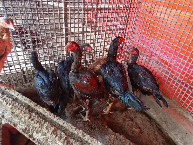 Aseel mianwali breed — photo 3