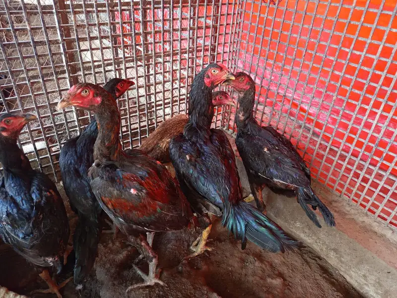 Aseel mianwali breed — photo 4