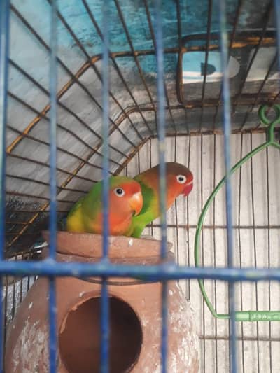 love birds