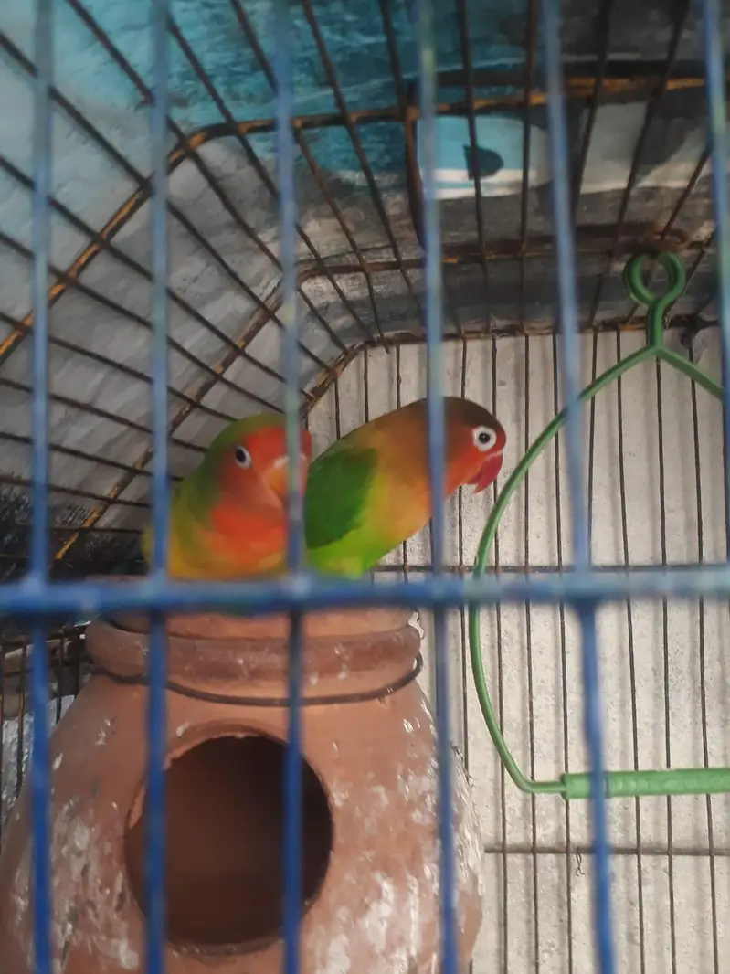 love birds — photo 2