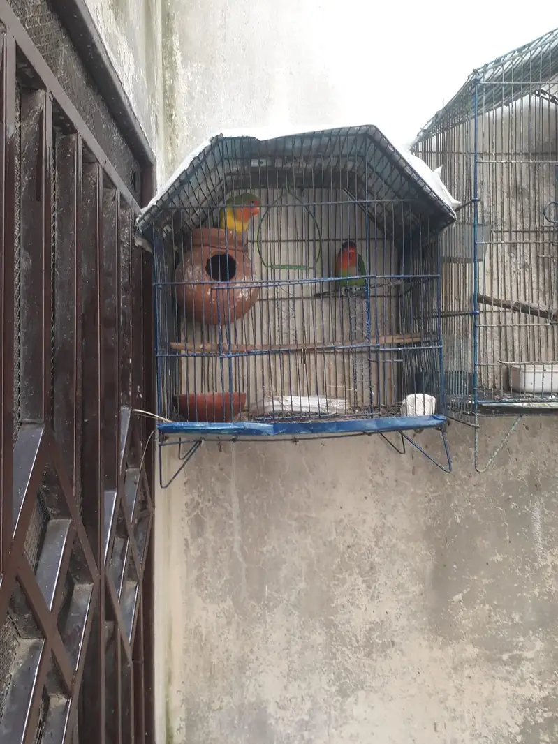 love birds — photo 3