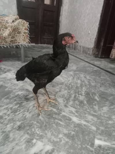 mushki aseel