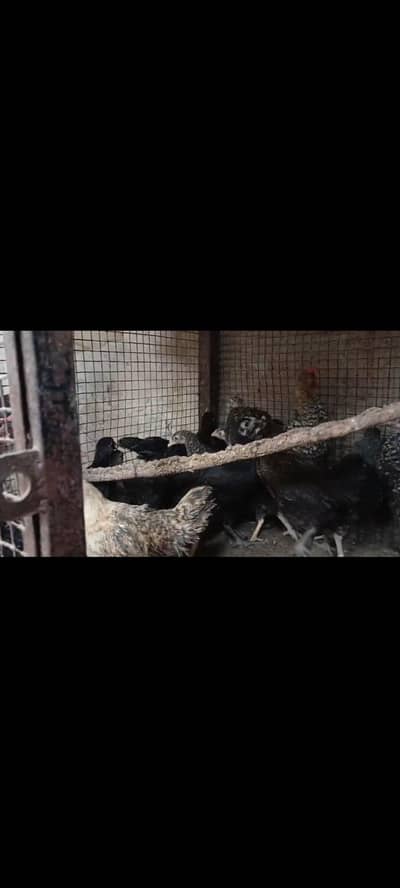 plymouth and white bantam chiks