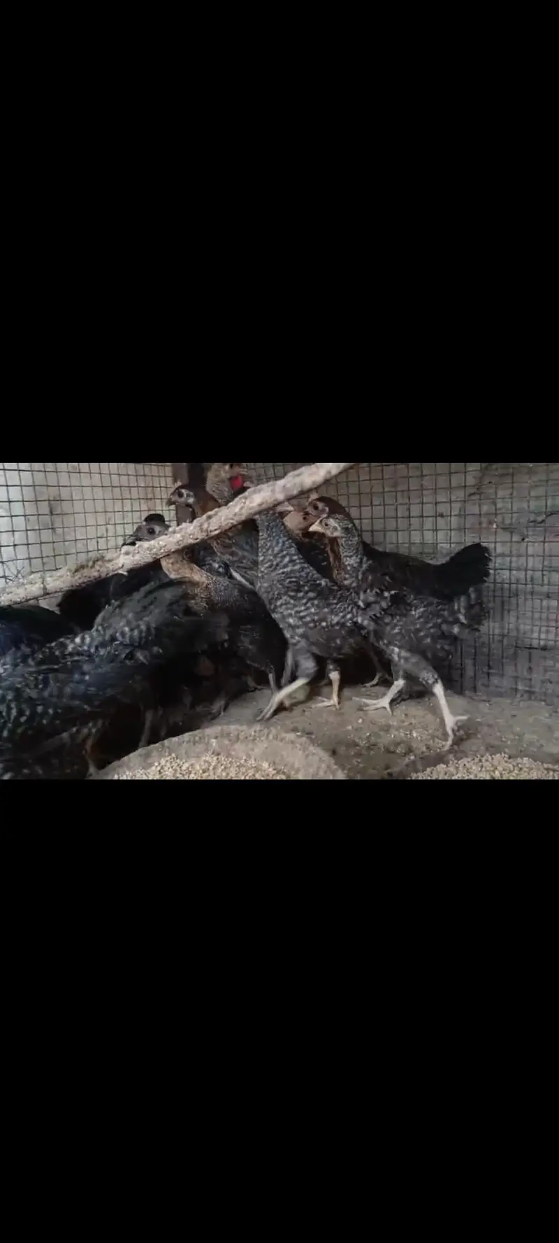 plymouth and white bantam chiks — photo 2