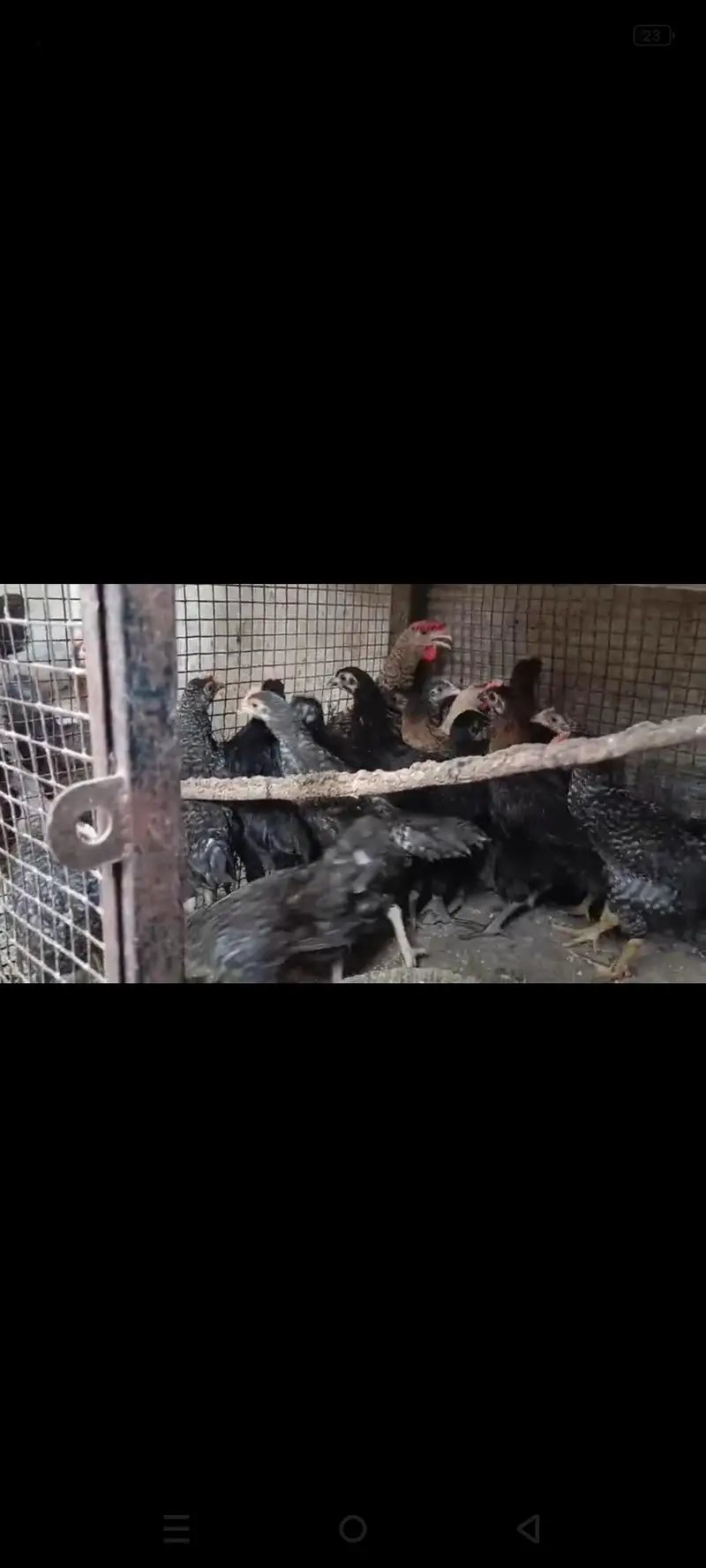 plymouth and white bantam chiks — photo 3