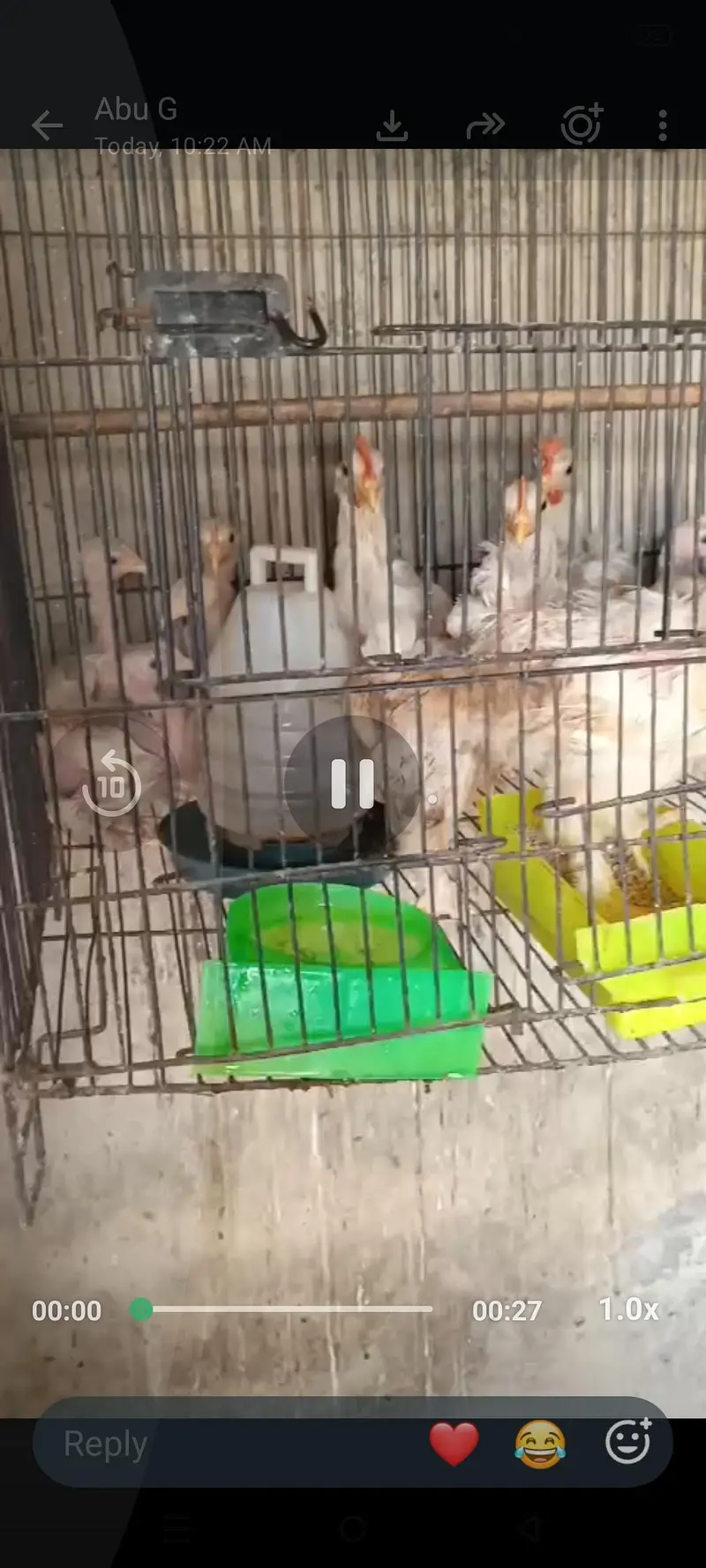 plymouth and white bantam chiks — photo 6