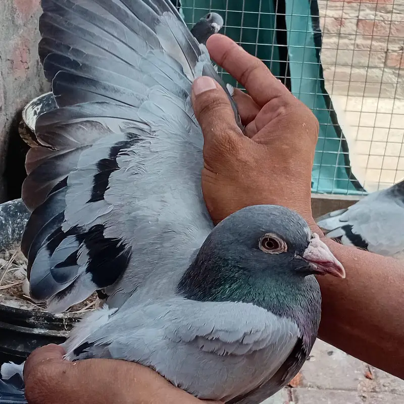 breader pair achi quality ma — photo 4