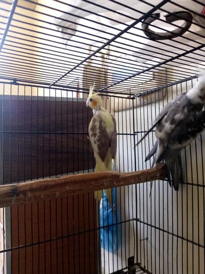 healthy active breeder pair of cocktail