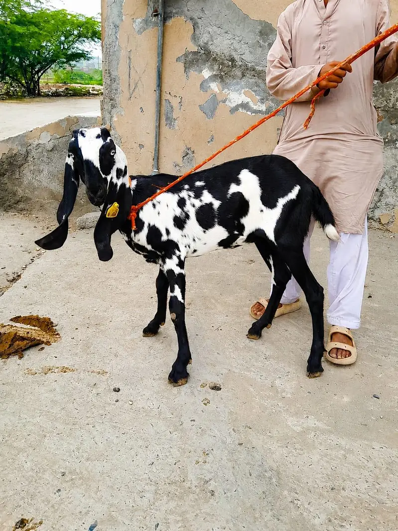 Pure Beetal Female Goat – 5 Months | Healthy & Active | Lahore — photo 2