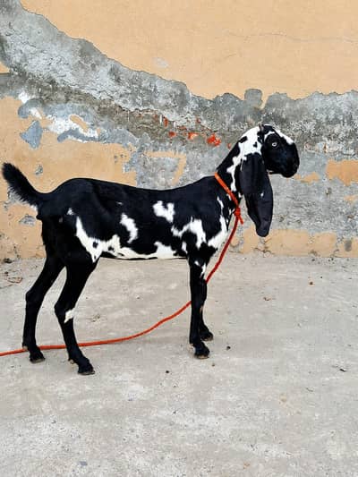 Pure Beetal Female Goat – 5 Months | Healthy & Active | Lahore