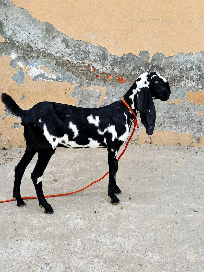 Pure Beetal Female Goat – 5 Months | Healthy & Active | Lahore