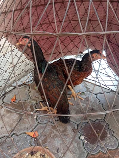 hen for sale